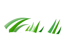 小草