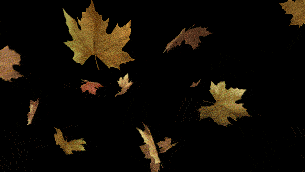 2款枫叶飘落秋天金黄树叶