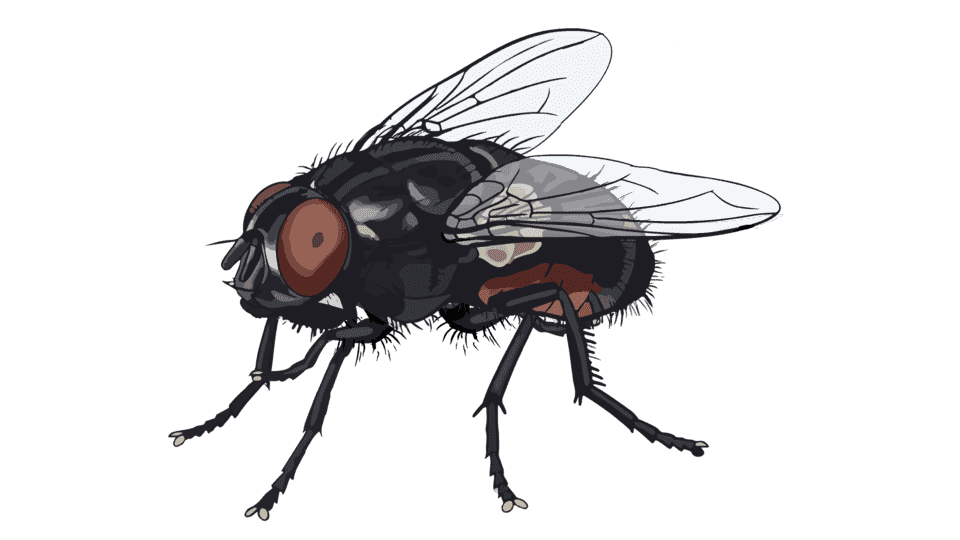 苍蝇