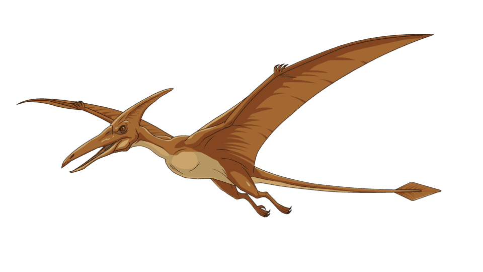 翼龙