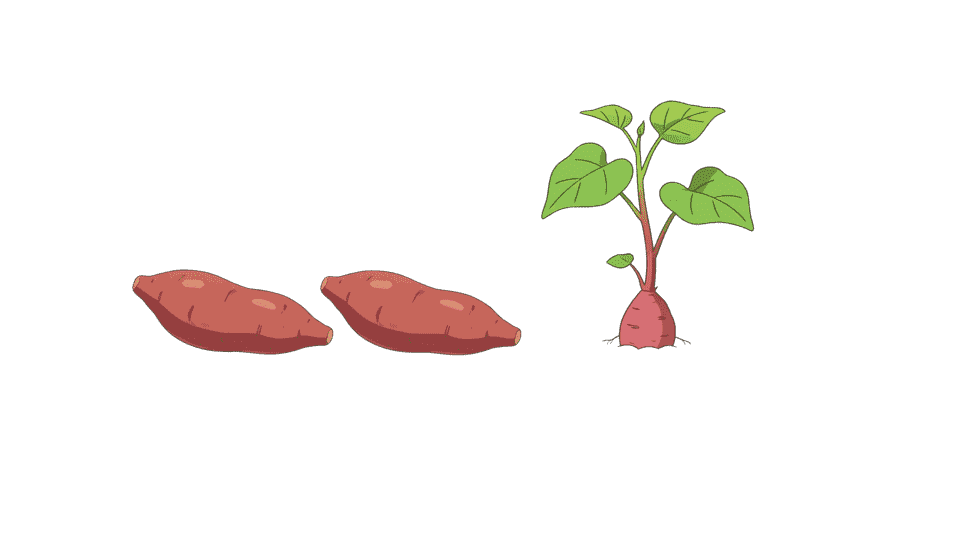 一颗红薯