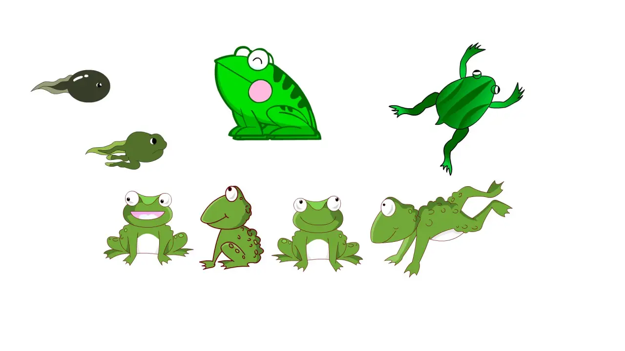 蝌蚪青蛙瘌蛤蟆合集