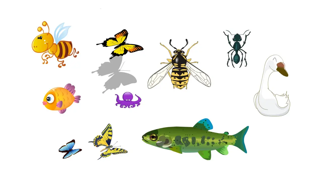 蜜蜂蝴蝶蚂蚁鱼