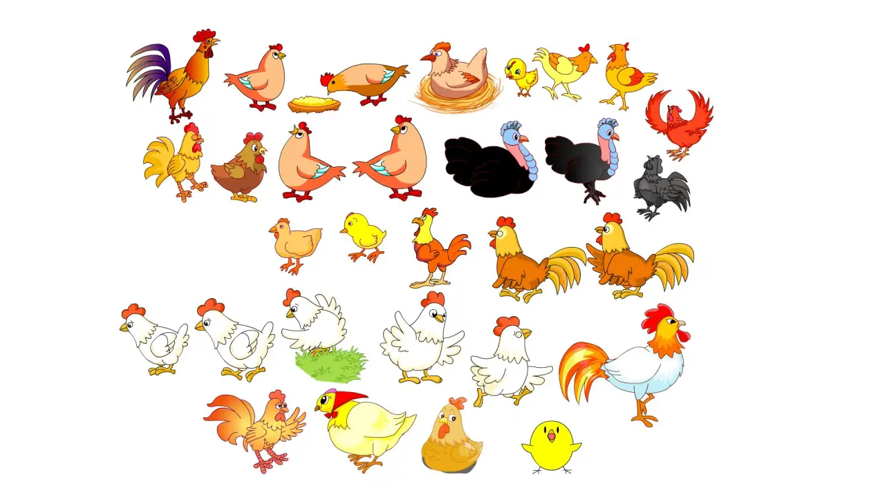 各种鸡合集