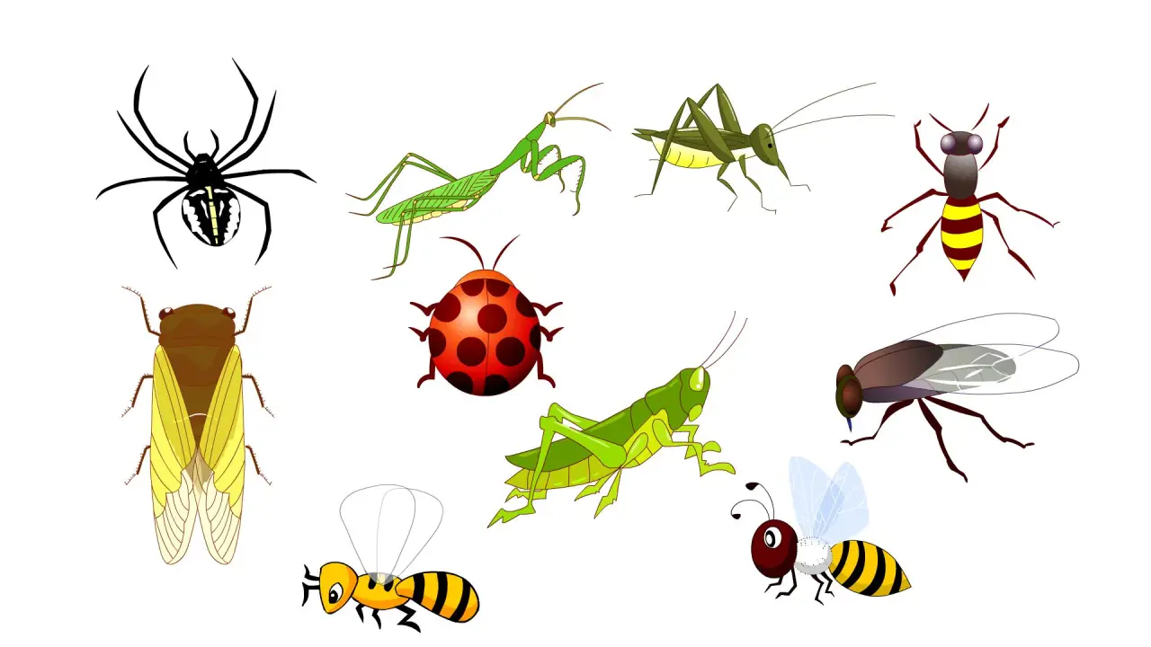 昆虫合集蜜蜂苍蝇刀螂蜘蛛