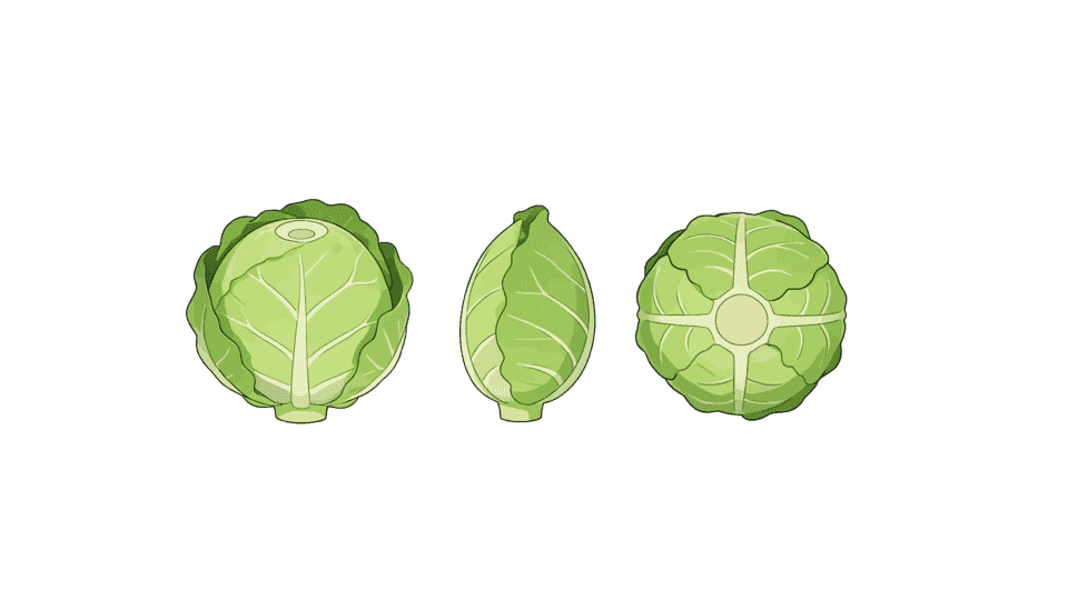 卷心菜