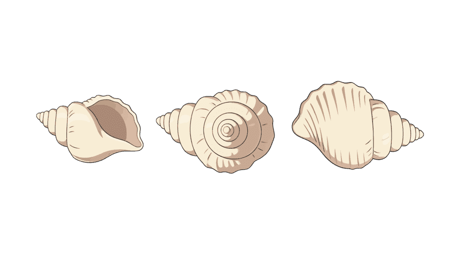 海螺