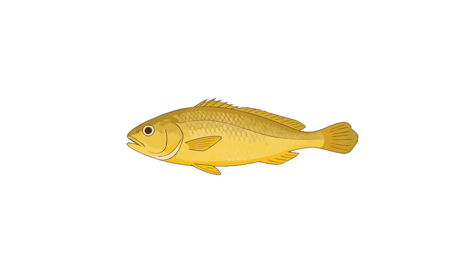 野生大黄鱼