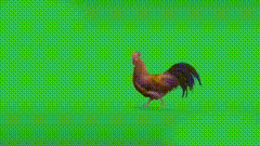 公鸡下蛋素材