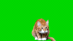 猫吃东西素材