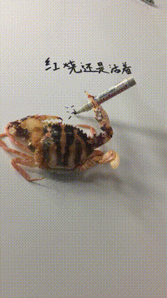 螃蟹写字素材